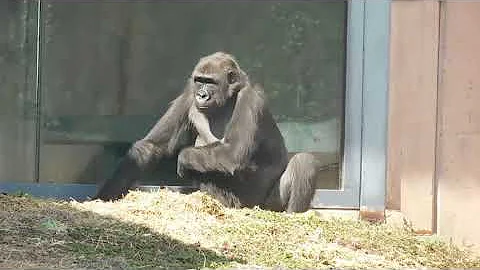 Western lowland gorilla at Philadelphia zoo trip 3/10/22