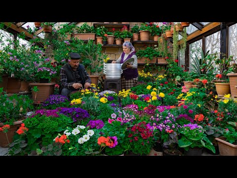 Bahar Geldi | Bir sürü Bahar Çiçeği Dikmek ve Özbek Dana Hanımı Pişirmek