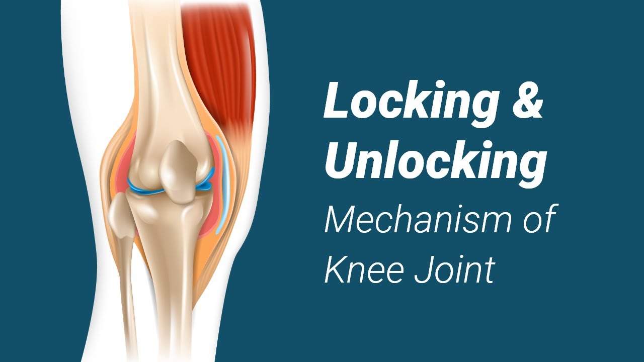 Locking And Unlocking Mechanism Of Knee Joint