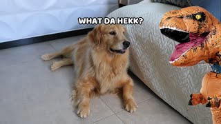 Pranking My Dog With T-Rex Costume by Goldenland 14,213 views 2 years ago 4 minutes, 25 seconds