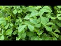 Fenugreek seeds germination in 2 days  100 success rate  hunger  wonder