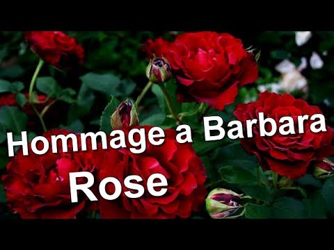 Video: Si Duket Një Rosë Barbare?