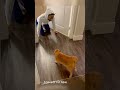 Funny Pets 03 F#FunnyAnimals#PetMemes#LaughWithPets#PetLife#CrazyPets#PetsOfFacebook#ViralPets