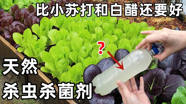 比小苏打白醋还要好的天然杀虫水, 土壤消毒,护苗, 除真菌病害, 彻底消灭咬根虫,鼻涕虫,蚜虫,菜长得更壮,废物利用, 芥末杀虫杀菌剂 - 天天要闻