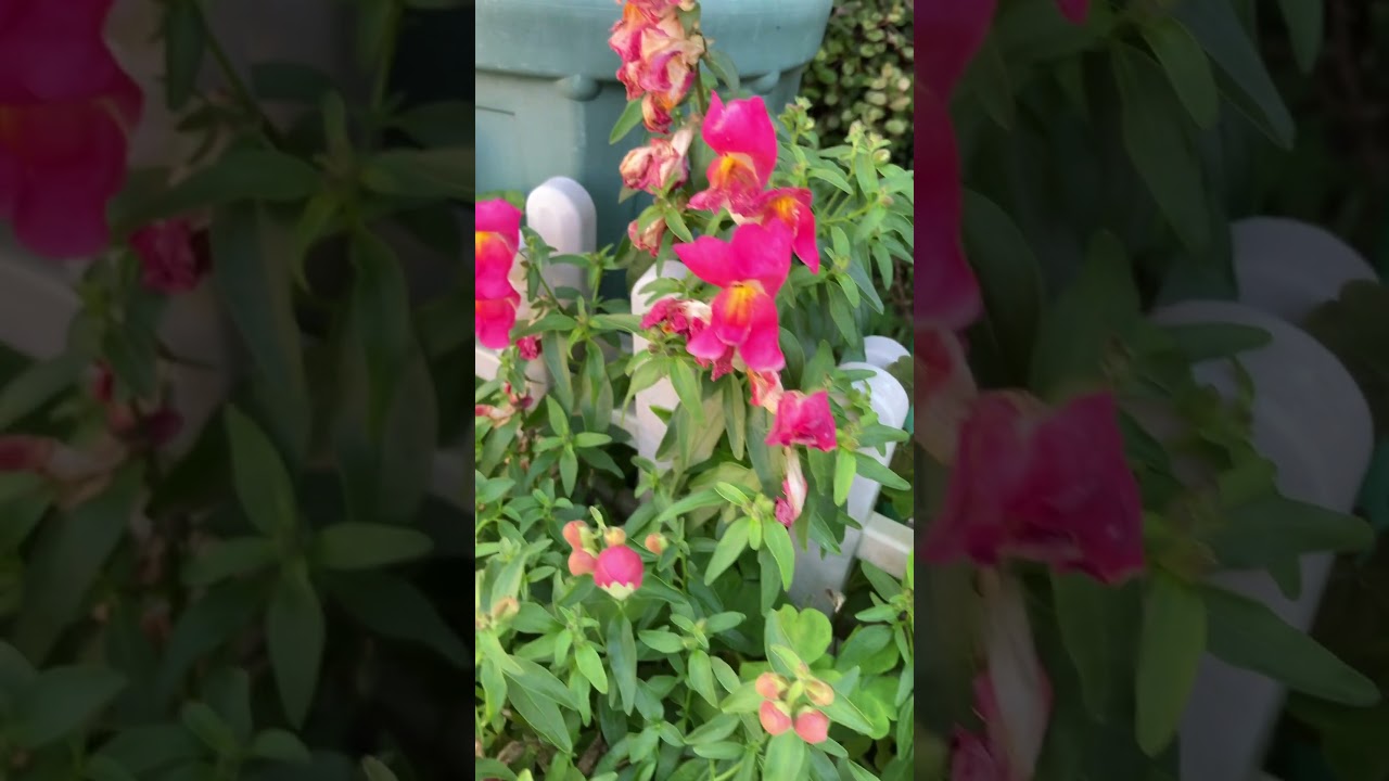 金魚草のある玄関花壇#ガーデニング #flowers