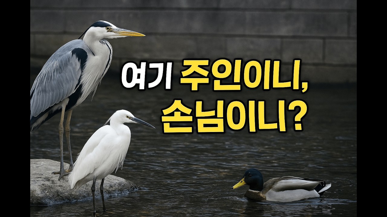 [4K] Зимние гости Чхонгечхона | Маленькие белые цапли, лебеди и кряквы