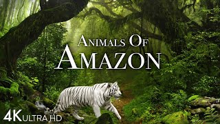 Animals Of Amazon 4k  Animals That Call The Jungle Home  Amazon Rainforest Verse Relaxation Film