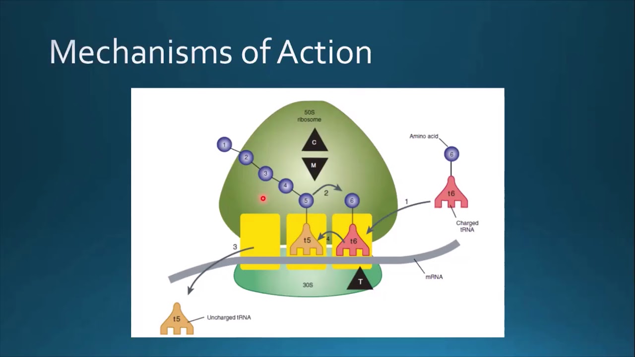 Pharmacology - Lecture 39 - Antibiotics - Bacterial Protein Synthesis Inhibitors