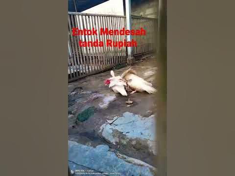 Proses Entok Kawin!! - YouTube