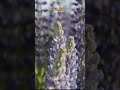Peaceful Nature Field &amp; Soft Music | Relax, Sleep, Breathe