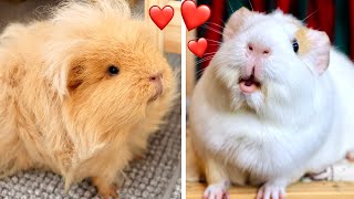 Guinea Pig In Love
