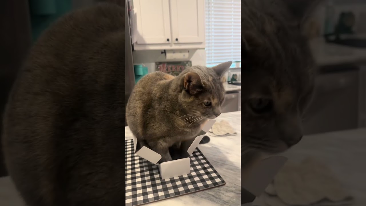 The Most Intimidating Cat 😂