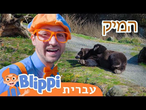 וִידֵאוֹ: כמה עולה מופע הדולפינים בגן החיות ברוקפילד?