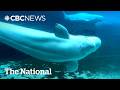 Marineland belugas one step closer to getting new homes