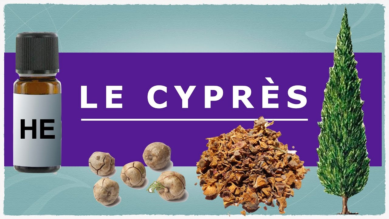 Le cyprès toujours vert en phyto-aromathérapie