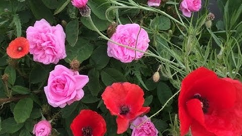 I captured my garden in a YouTube video - Recorded and edited with ALLCapture screen-capturing