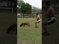 Trabajo de hale con mi Pitbull 🔥💪🏽 #perros #pitbull #adiestramientocanino
