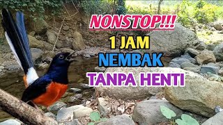 MASTERAN MURAI FULL ISIAN MEWAH 1JAM NONSTOP GACOR DOR