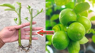 How to grow Lemon tree from cuttings // नींबू को कटिंग से कैसे उगाएं ।