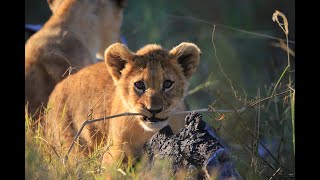 an average day @ Splash Camp, Okavango Delta - Botswana
