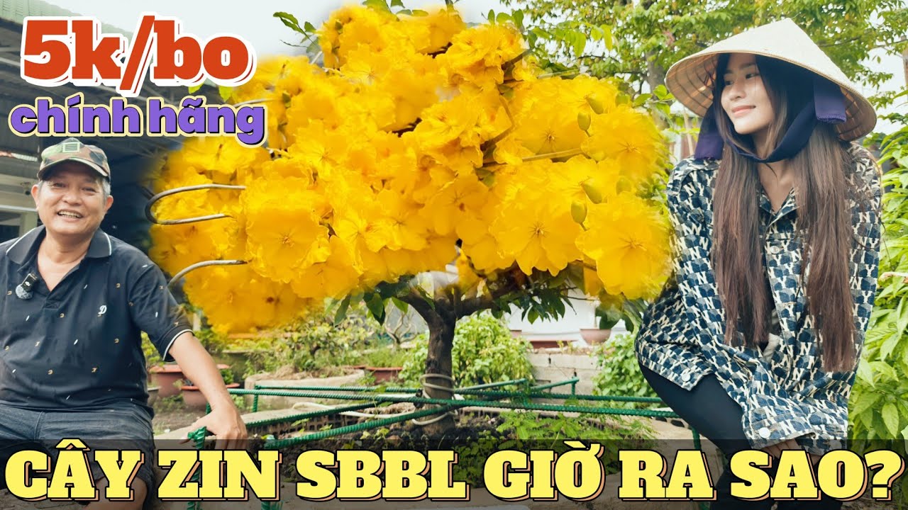 Thăm cây mai zin SBBL Hoàng Hương TÉ XỈU GIÁ BO từ 5k SLL vườn mai Đủ Lực GL mai Tết rẻ quá trời bo