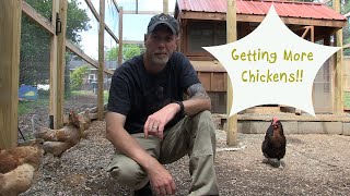 Getting More Chickens!!!