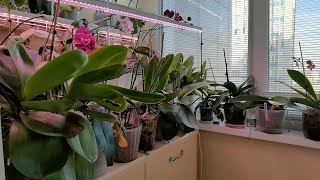 Помогаю орхидеям ЖАРА | Золотое время для вредителя Обработка НА МЕСТАХ ТОНКОСТИ Не в холостую