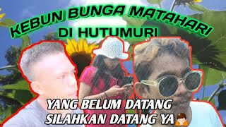 Kebun Bunga Matahari