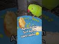 mithu jaise raho khush 🥰 #2026 #talkingparrot #talkingparot #shorts #motivation