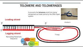 Telomeres and Telomerases