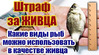 Штраф за рыбалку на живца Какие виды рыб можно использовать в качестве живца. Правила рыболовства
