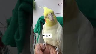जादू 🪄  #parrot #talkingparot #birds #funny #cockatiel #mithukibatain #comedy #pets #mithun