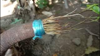 bonsai beringin unik,akarnya tumbuh di atas akar,,