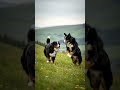 #bernesemountaindog
