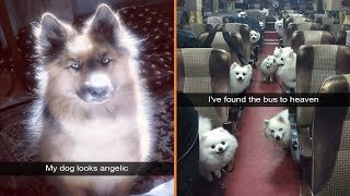 Funniest Dog Snapchats Ever