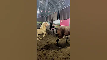 Beautiful Horse Is Having Fun Together 2023 