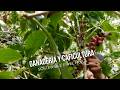 Ganadería y caficultura sostenible en el Huila - TvAgro por Juan Gonzalo Angel