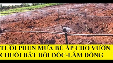 Tưới phun mưa cho cây chuối-Hệ thống tưới chuối tại Lâm Đồng