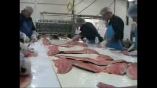 Zalm verwerking visscherseafood