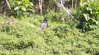 キジが頻繁に現れるJR相野駅