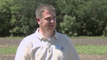 Controlling Marestail -- Market Journal - June 1, 2012