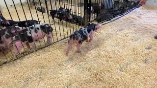 86-10 spot gilt