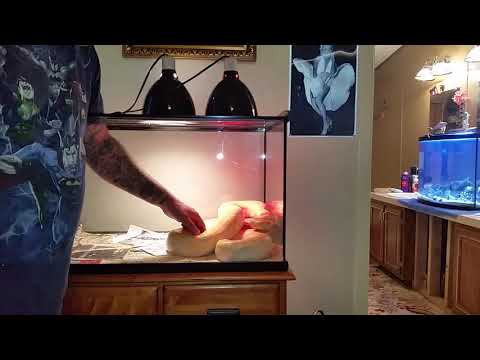 Albino Burmese python female Dakota !