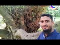 প্রাকৃতিক মাঝে হারিয়ে গিয়েছি জাহাঙ্গীরনগর বিশ্ববিদ্যালয়।