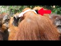 ヘアバンドを拾ったオランウータンたち/ Orangutans found a headband