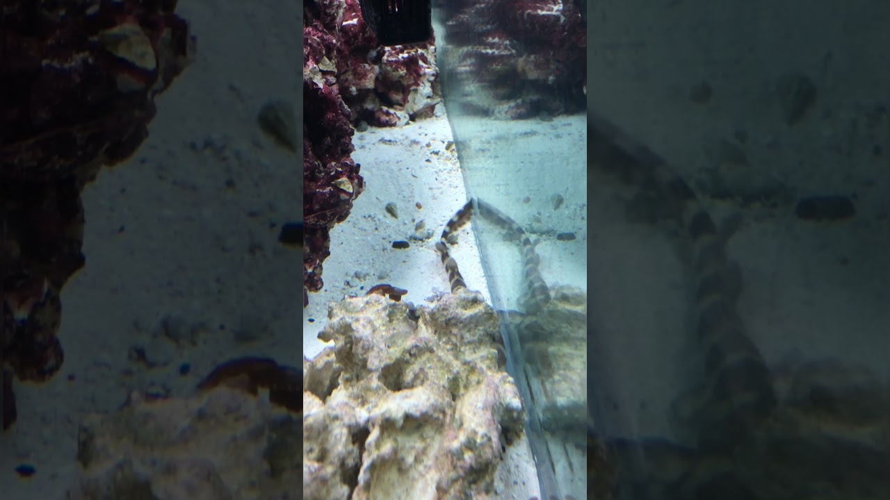 rbw entertainment filipino trainees Baby shark