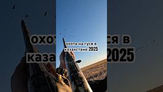 Осення охота на гуся в Казахстане! Акмолинская область. #охота #охотанагуся #рыбалка