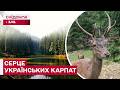 ТАМ, ДЕ НАРОДЖУЄТЬСЯ МАГІЯ КАРПАТ! ІСТОРІЯ УНІКАЛЬНОГО ПАРКУ