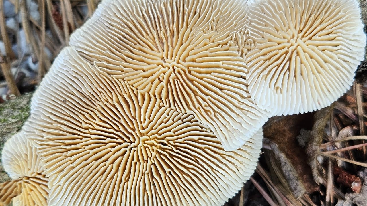 Природа просто потрясающая. Грибы Сосновой пустоши 2025 