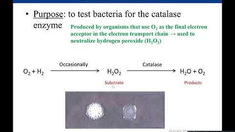 Lab 5-6: Catalase